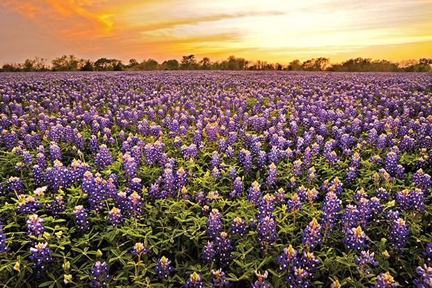A field of bluebonnets at sunset.