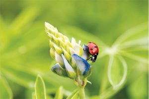 Four Wildflower-Focused Texas Road Trips (Plus Guaranteed Photo Ops)