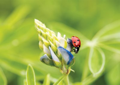 Four Wildflower-Focused Texas Road Trips (Plus Guaranteed Photo Ops)