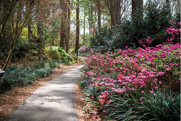 On the SFA campus, the Ruby M. Mize Azalea Garden boasts 500 varieties of azaleas and more than a mile of walking trails across 8 acres. Azaleas on the SFA campus
