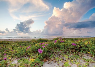 South Padre Island Gets in on the Spring Wildflower Show