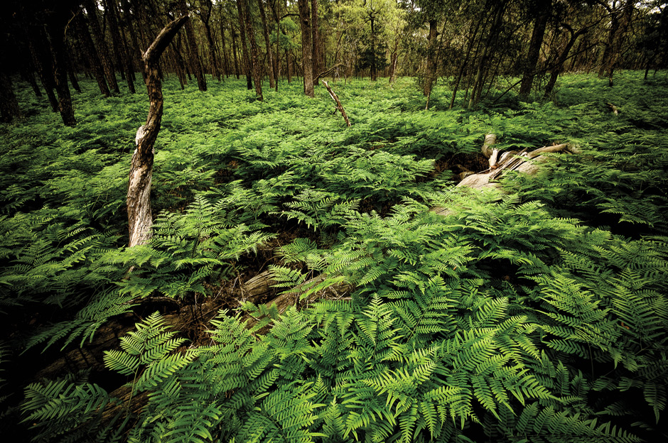 Ferns in Bastrop State Park
