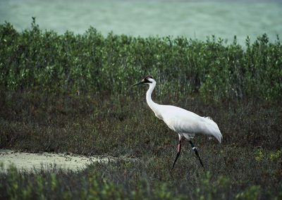 Birding at High Island