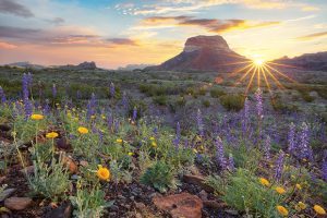 Everything You Need to Know About Texas Wildflower Season