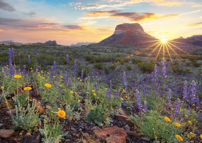 Everything You Need to Know About Texas Wildflower Season