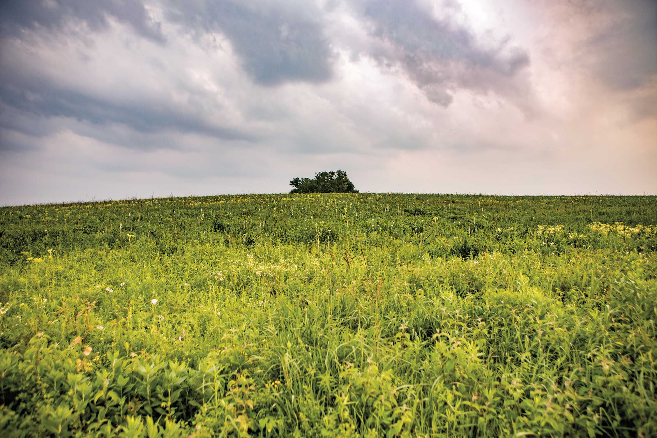 Wildflowers in a green meadow