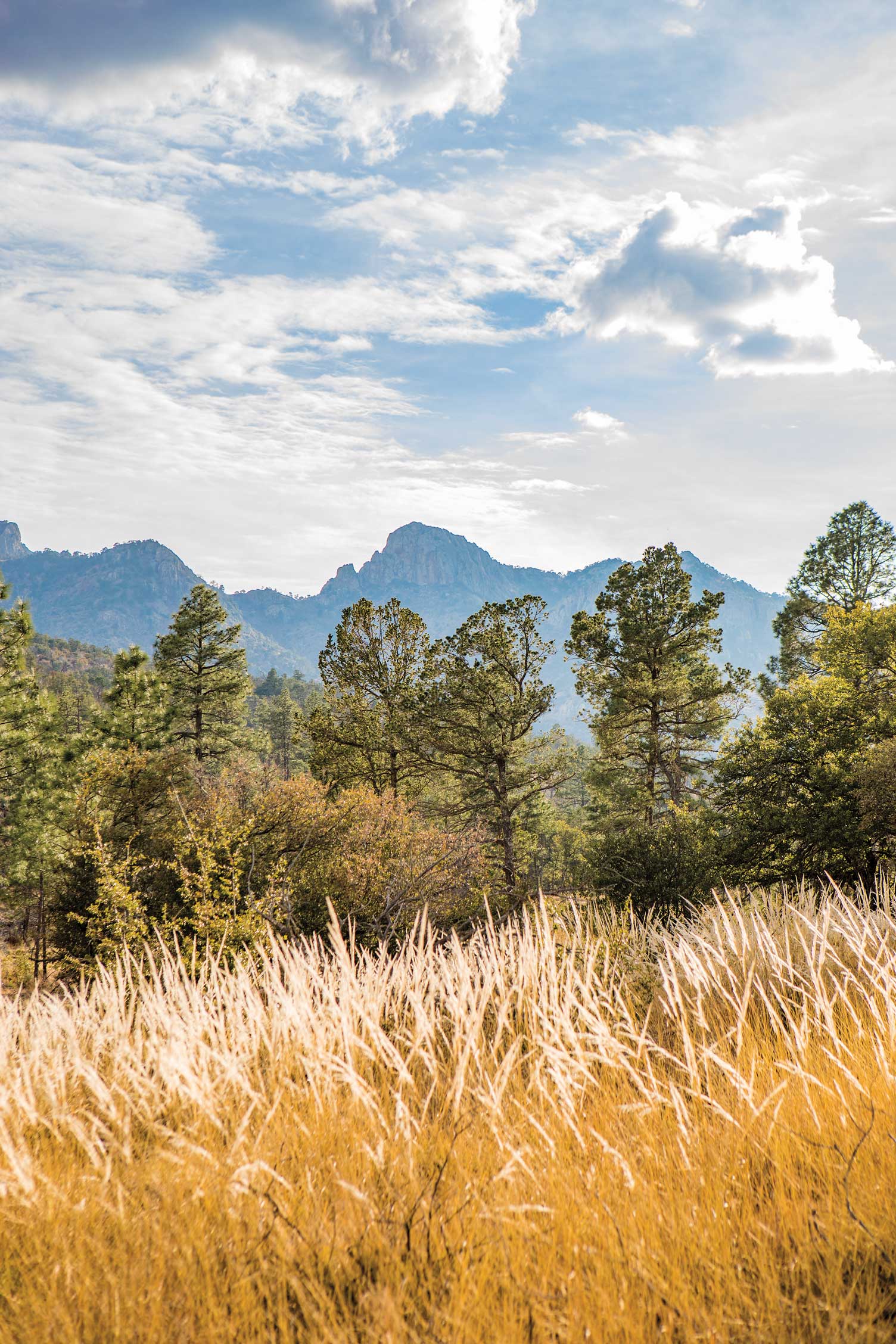 Mountain meadow in the Davis Mountains