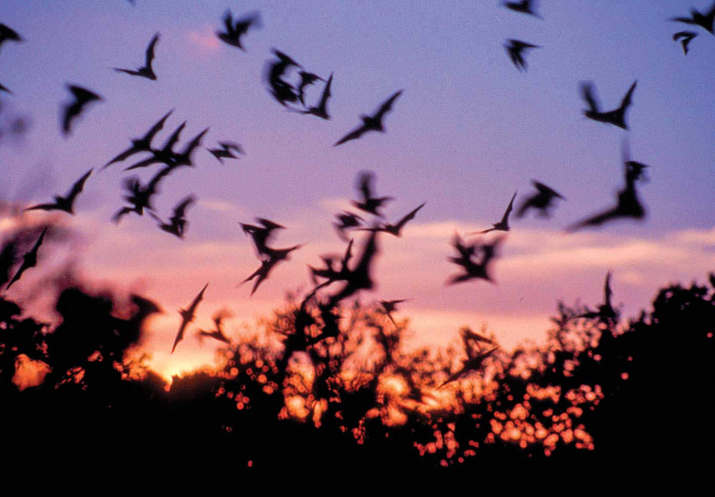 Bats take flight at sunset