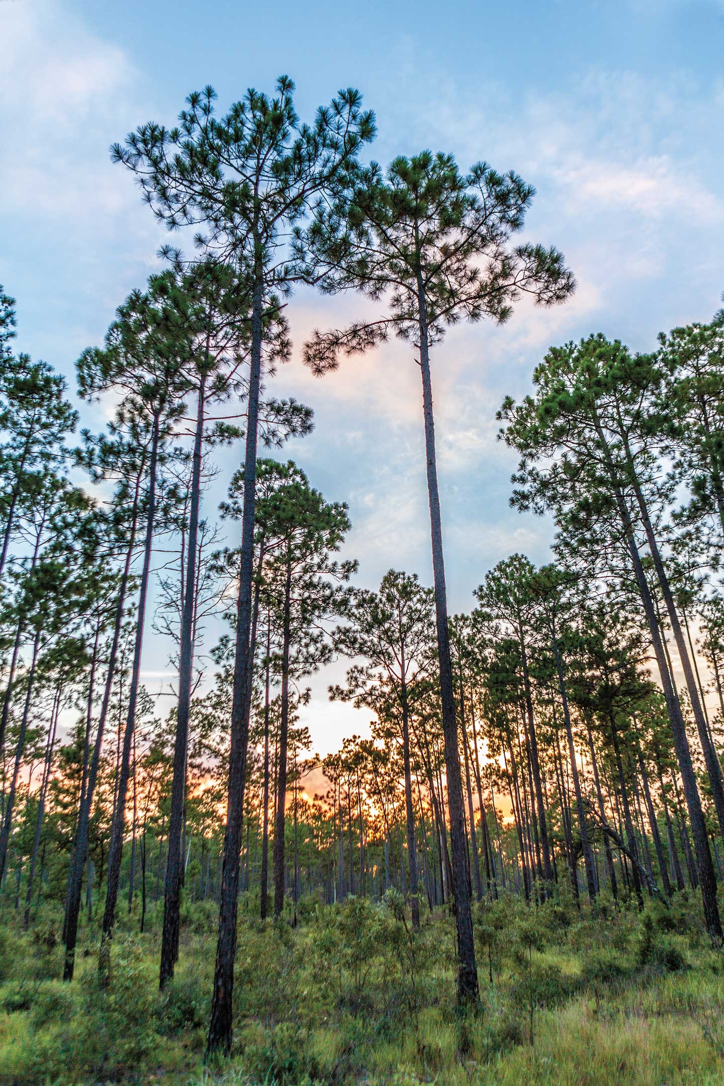 Tall pine trees at sunset