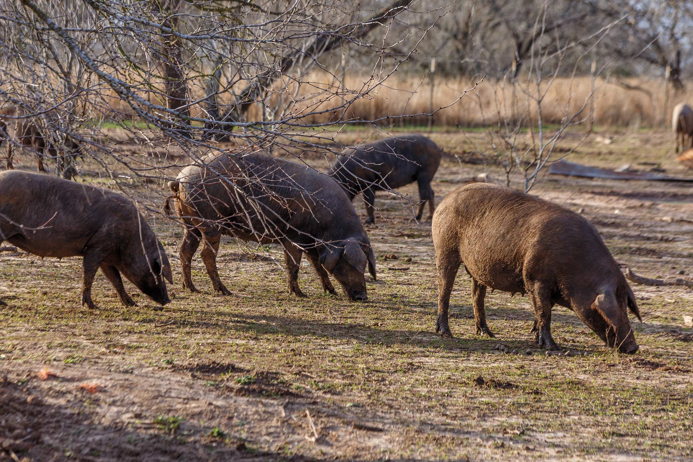 Pigs on the Flatonia ranch