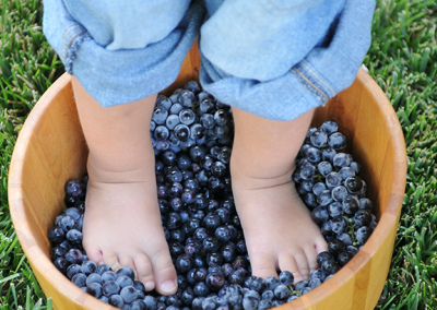Becker Vineyards Annual Grape Stomp