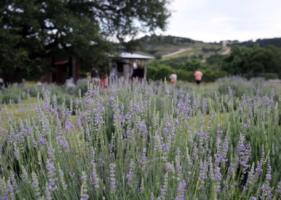 Blanco Lavender Festival