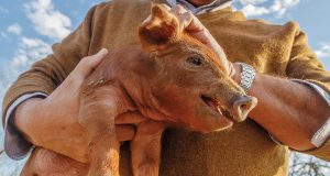 How Spanish Ibérico Pork Found Its Way to Texas