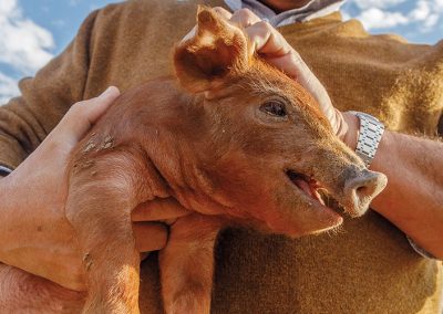 How Spanish Ibérico Pork Found Its Way to Texas