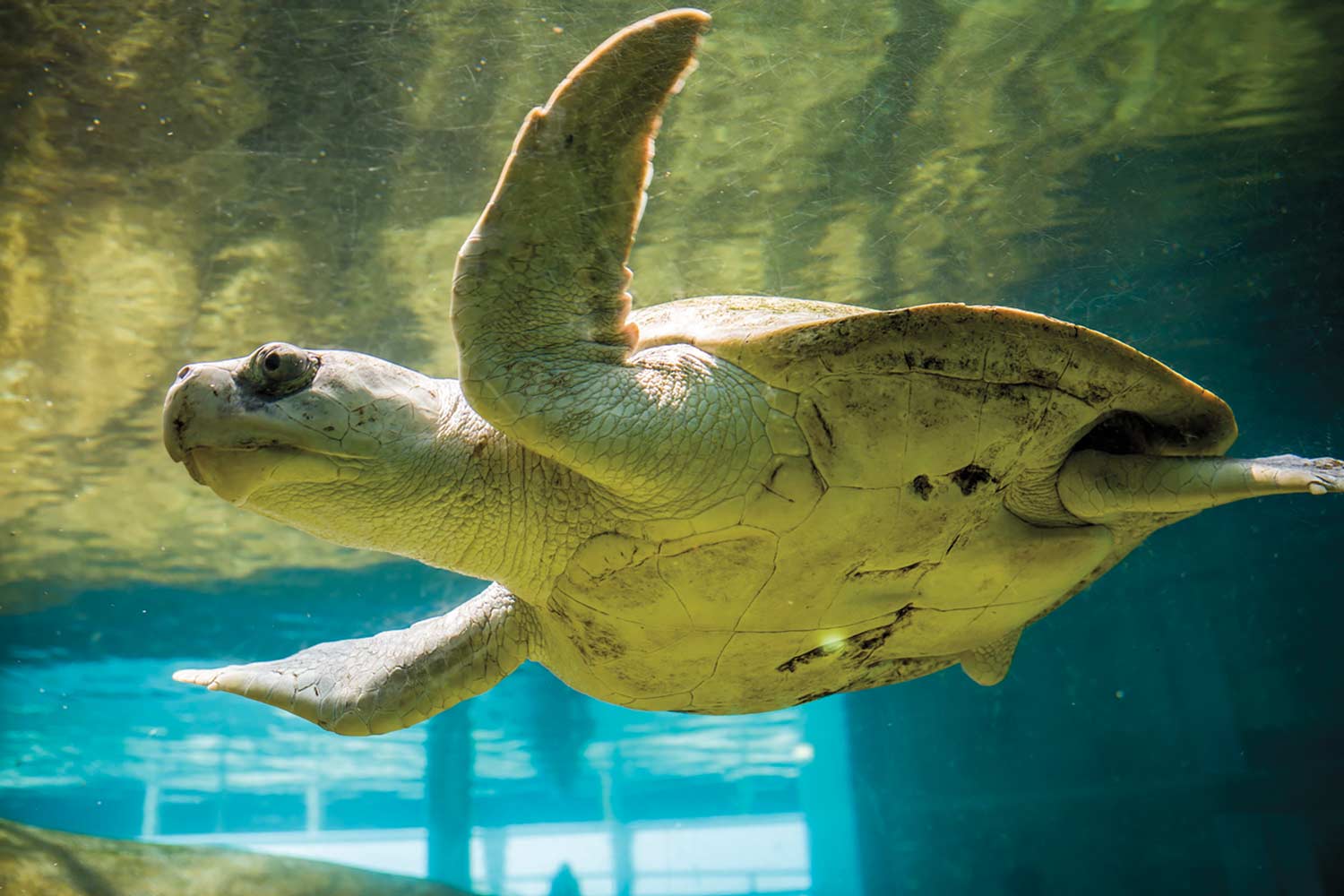 A Kemp ridley sea turtle swims