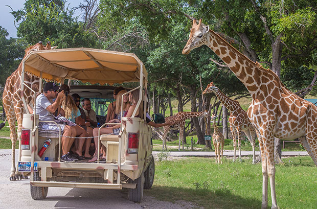 Safari Tour A Fossil Rim Wildlife Center Texas Highways