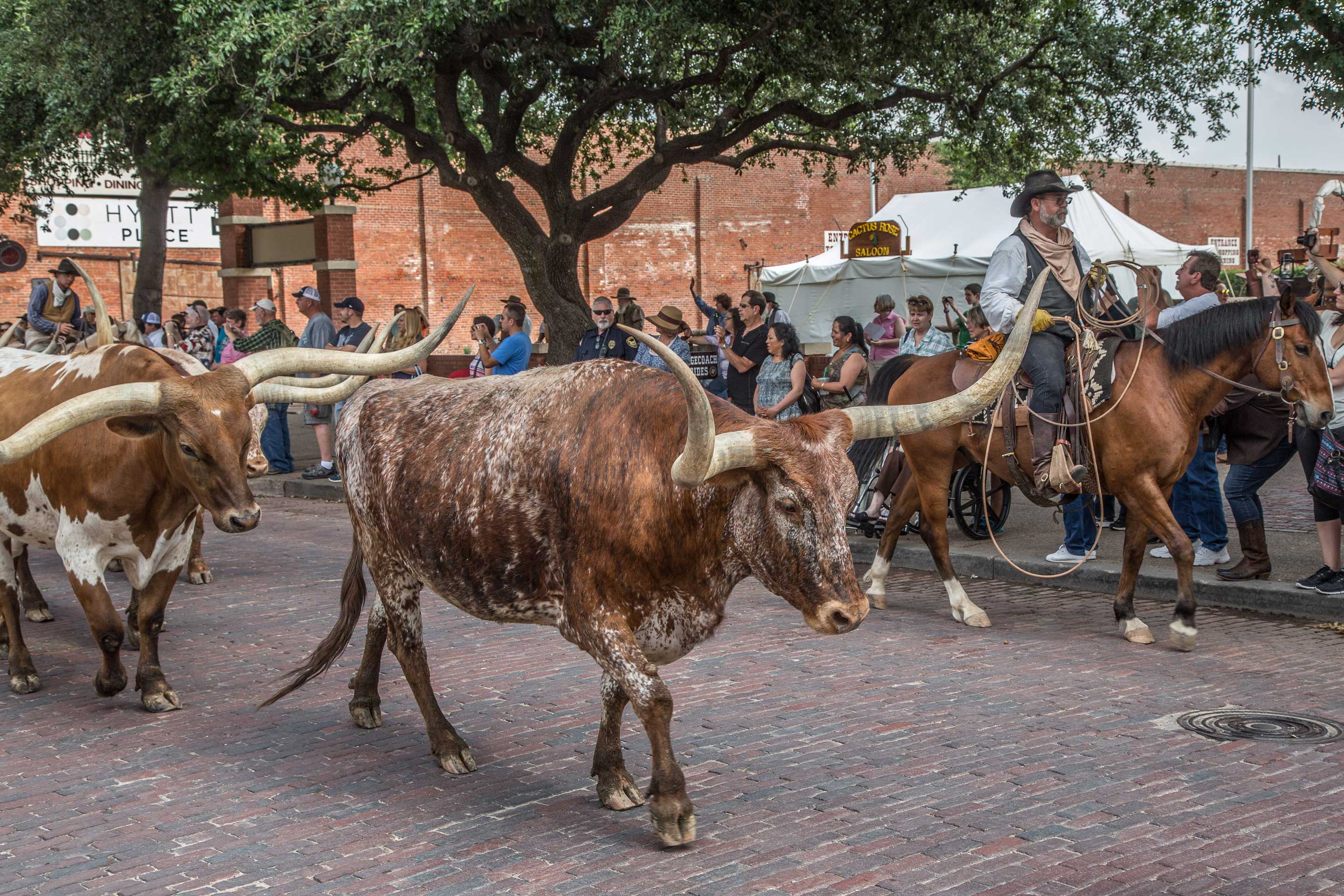Touring The Fort Worth Stockyards In Fort Worth, Texas 