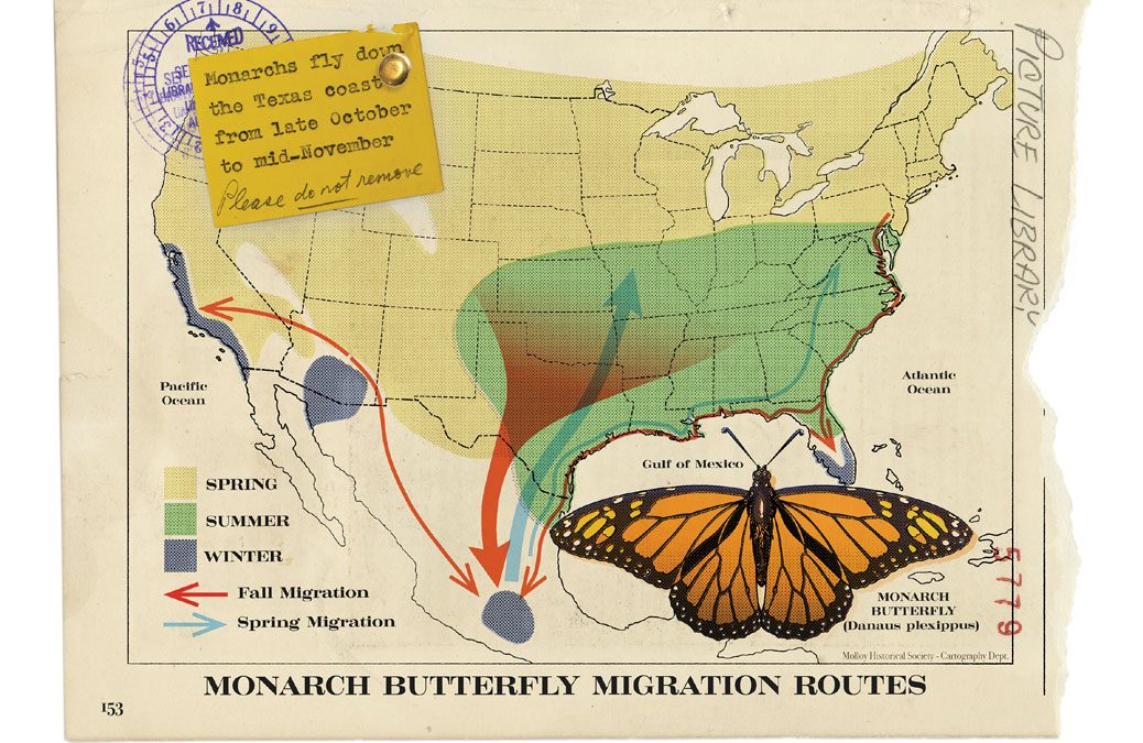 Where to See Spectacular Monarch Migrations Along the Coast