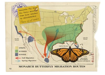 Where to See Spectacular Monarch Migrations Along the Coast