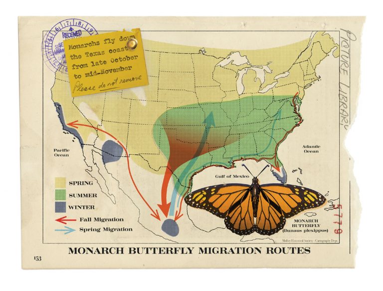 Where to See Spectacular Monarch Migrations Along the Coast