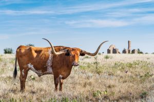 Home on the Texas Range, Where the Longhorns and Bison Play