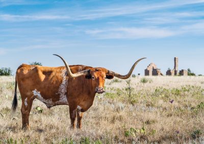 Home on the Texas Range, Where the Longhorns and Bison Play