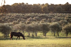 This South Texas Olive Orchard Feels Like a Mediterranean Oasis