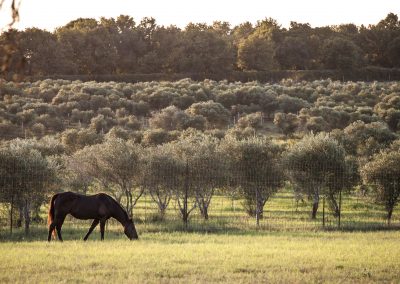 This South Texas Olive Orchard Feels Like a Mediterranean Oasis