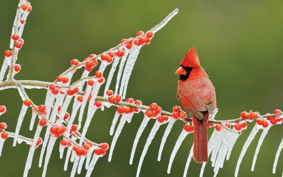 Photo: A Male Cardinal Adds a Splash of Color to a Cold Day