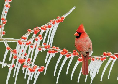 Photo: A Male Cardinal Adds a Splash of Color to a Cold Day