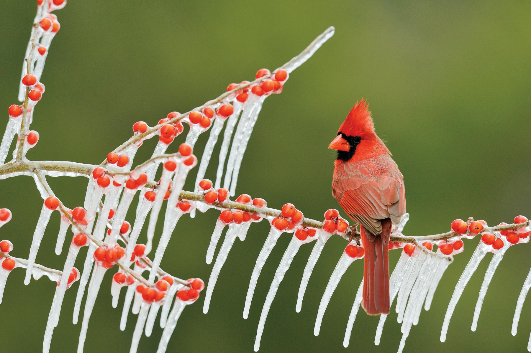 A red male cardinal sits on a branch with icicles
