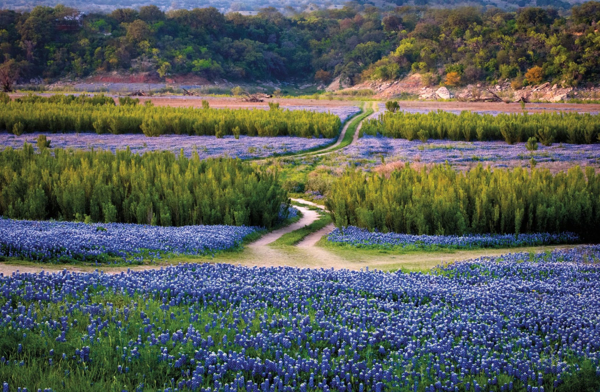 Four Wildflower-Focused Texas Road Trips (Plus Guaranteed Photo Ops)