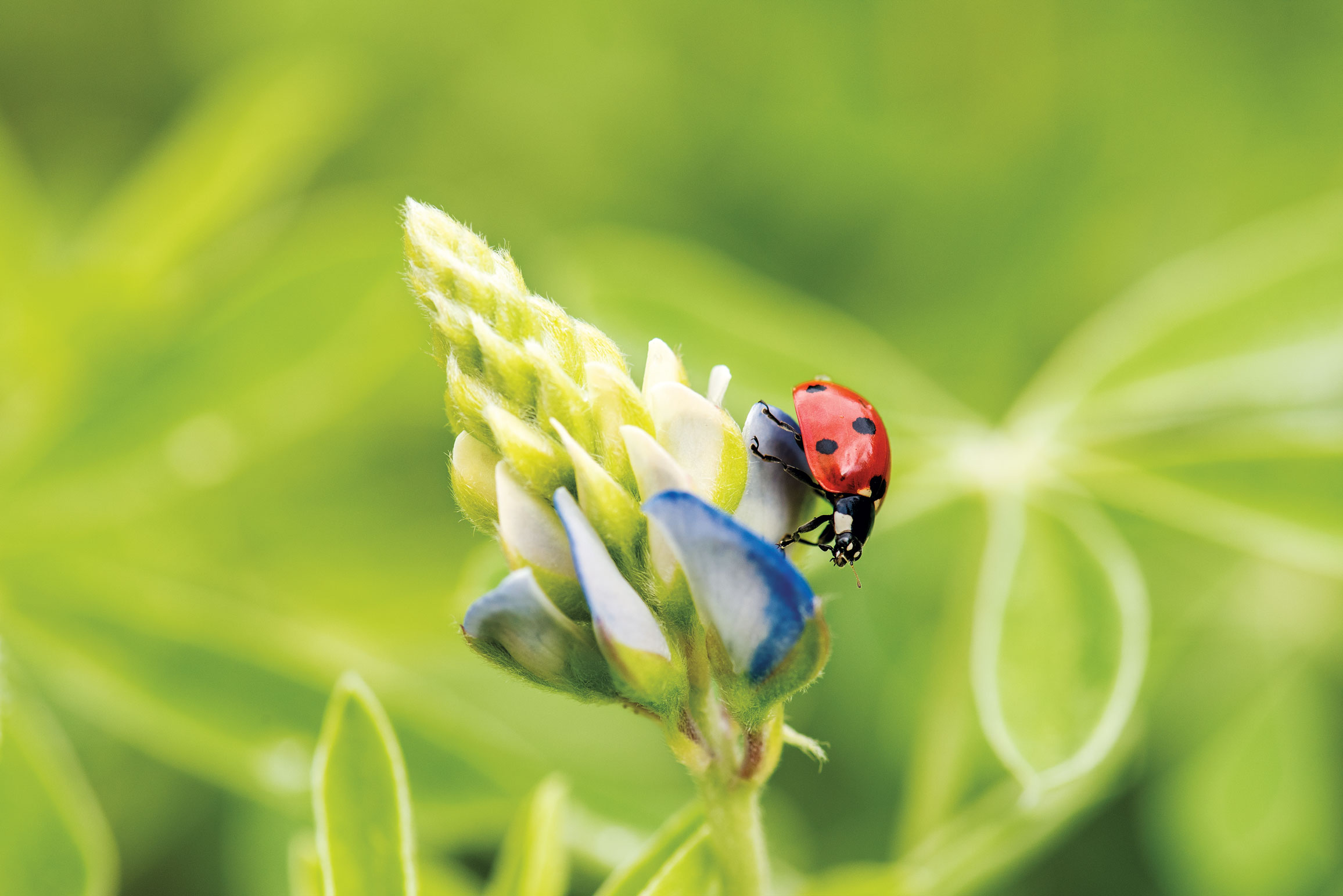 Four Wildflower Focused Texas Road Trips Plus Guaranteed Photo Ops Texas Highways