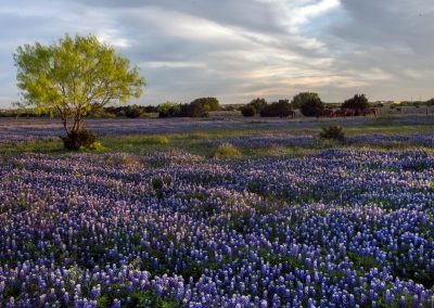 Welcome to the New Texashighways.com