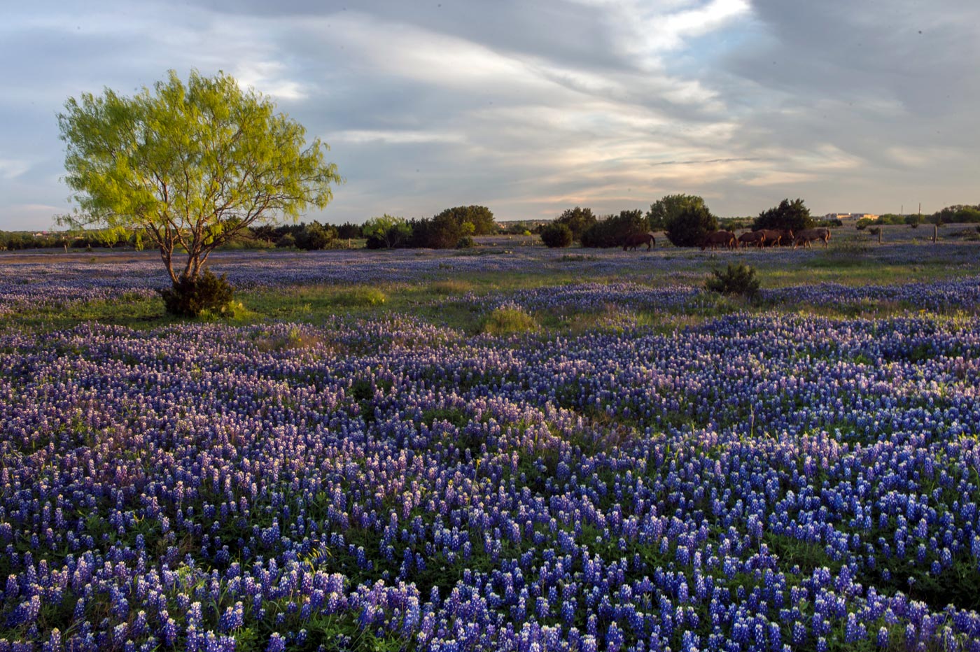 Bluebonnets in the Hill Country