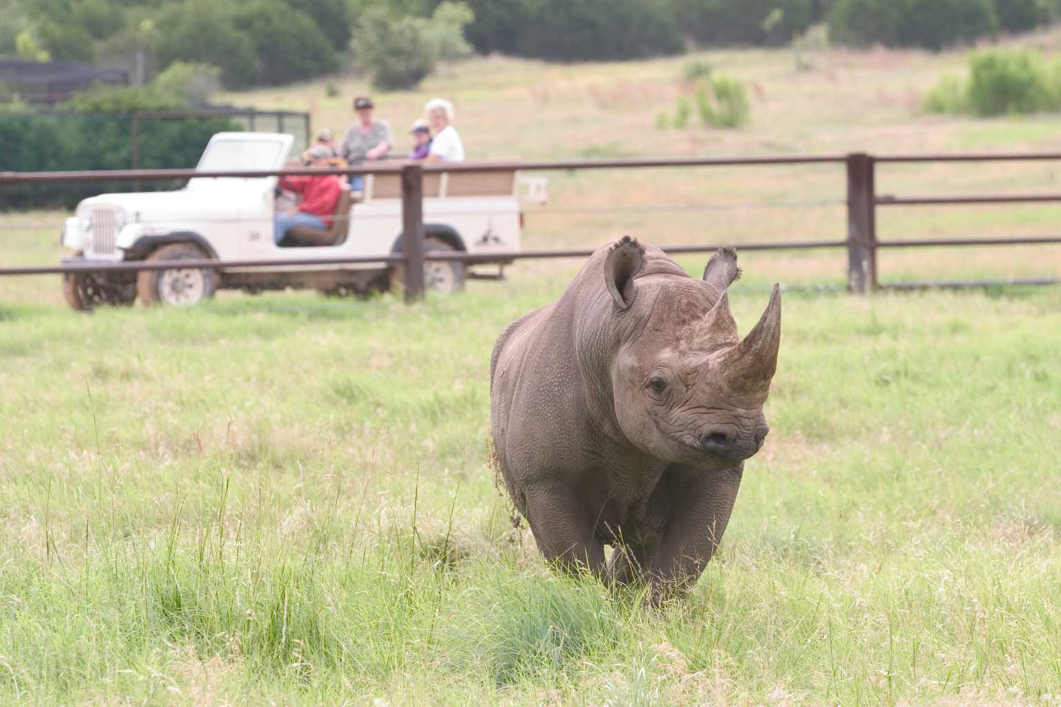 Rhino Encounter at Fossil Rim Wildlife Center