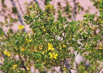 Treat Yourself With a Desert Cure That Smells Like a West Texas Rainstorm