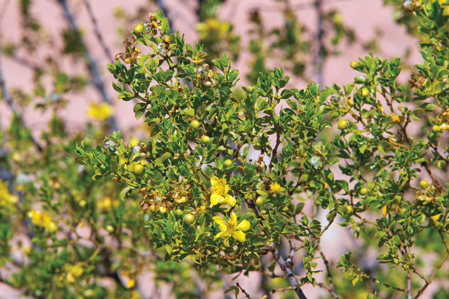 creosote bush in desert