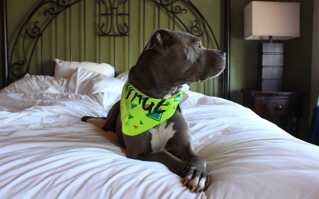 10 Dog-Friendly Texas Hotels