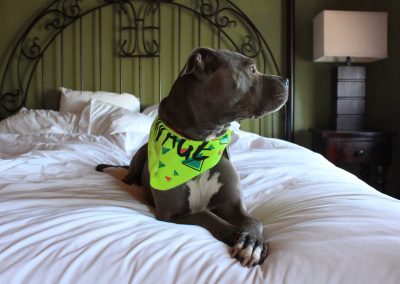 10 Dog-Friendly Texas Hotels