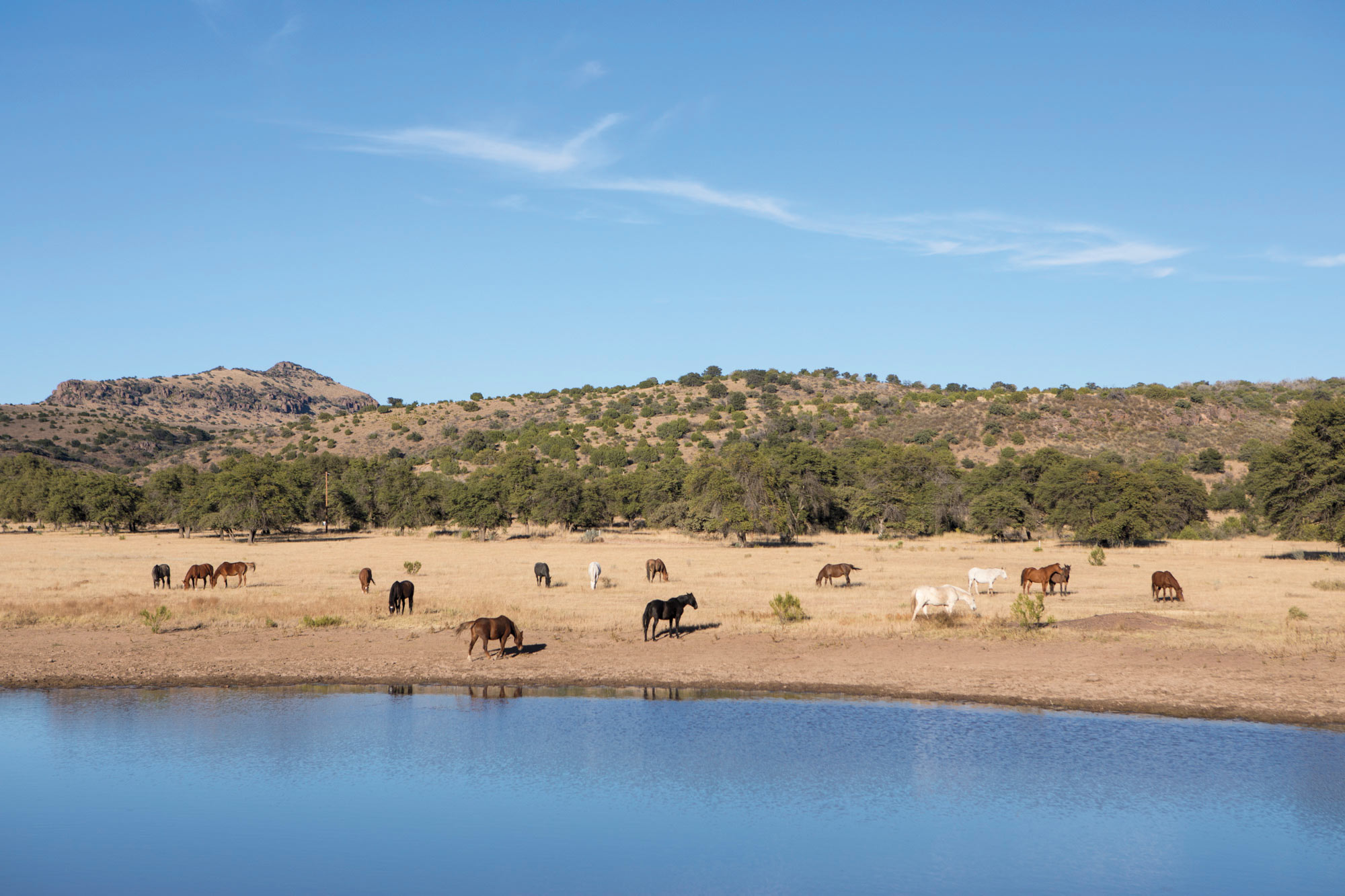Horses graze along a lake at the Prude Ranch in the Davis Mountains