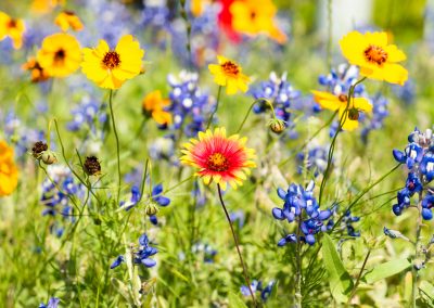 ‘Impressive’ Wildflower Season Forecasted After Rainy Fall and Winter
