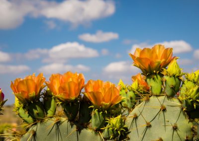 Gallery: Gulf Coast & South Texas Wildflowers