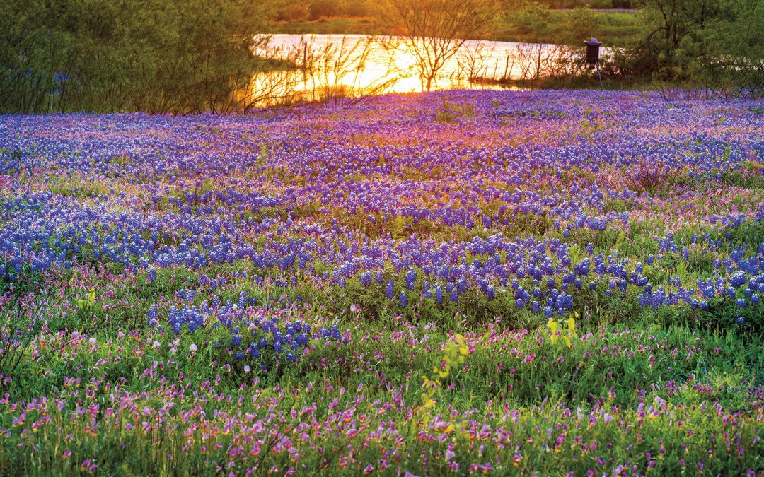 Photographers Capture Texas’ Spectacular Variety of Wildflowers in Every Region of the State