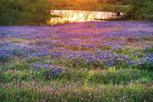 Photographers Capture Texas’ Spectacular Variety of Wildflowers in Every Region of the State