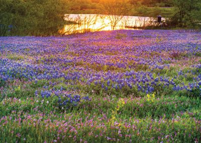Photographers Capture Texas’ Spectacular Variety of Wildflowers in Every Region of the State