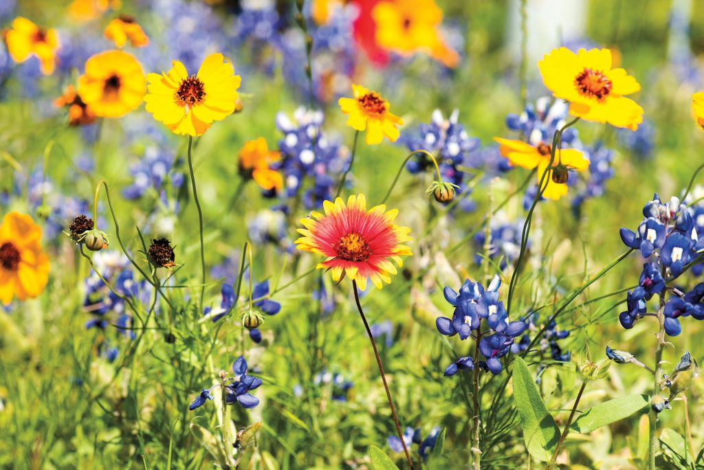 Despite February Storm, Experts Predict a Colorful Texas Wildflower Bloom