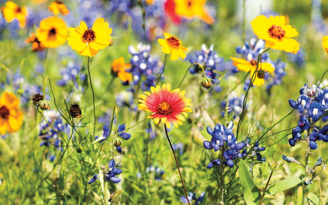 Despite February Storm, Experts Predict a Colorful Texas Wildflower Bloom