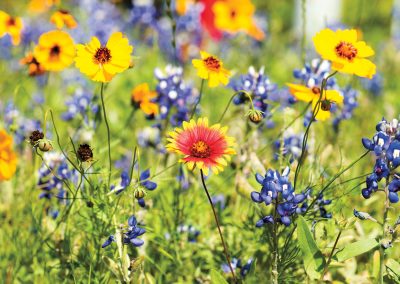 Despite February Storm, Experts Predict a Colorful Texas Wildflower Bloom