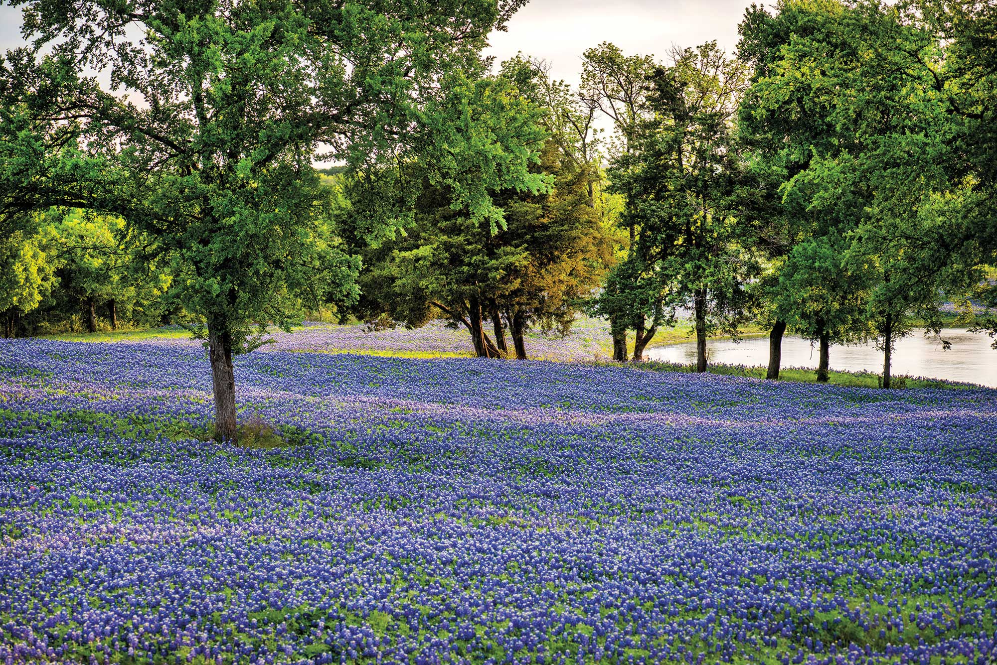 In Ennis, Wildflowers Beckon Weekenders in Pursuit of Small-Town Charm